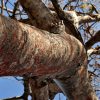 Arbre de Palo Santo en Équateur